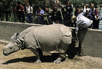 Indian Rhinoceros (Rhinoceros unicornis) urine collected by zookeeper to be sold as medicine, Kathmandu, Nepal