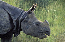 Indian Rhinoceros (Rhinoceros unicornis) grazing, India