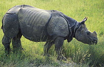 Indian Rhinoceros (Rhinoceros unicornis) grazing, India