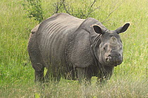 Indian Rhinoceros (Rhinoceros unicornis), Nepal