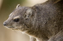 Small-toothed Rock Hyrax (Heterohyrax brucei), Kenya