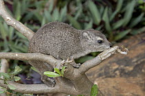 Small-toothed Rock Hyrax (Heterohyrax brucei), Kenya