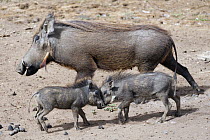 Warthog (Phacochoerus africanus) piglets sparring, Djoudj National Bird Sanctuary, Senegal