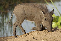 Warthog (Phacochoerus africanus) piglet foraging, Djoudj National Bird Sanctuary, Senegal