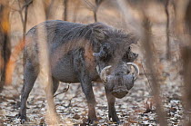 Warthog (Phacochoerus africanus), Niokolo-Koba National Park, Senegal