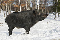 Wild Boar (Sus scrofa) in snow, Omega Park, Montebello, Quebec, Canada
