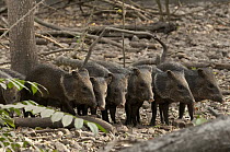 Collared Peccary (Pecari tajacu) piglets, Guayaquil, Ecuador