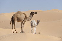 Dromedary (Camelus dromedarius) mother and ca, Jebil National Park, Sahara Desert, Tunisia