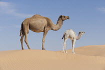 Dromedary (Camelus dromedarius) mother and calf in desert, Jebil National Park, Sahara Desert, Tunisia