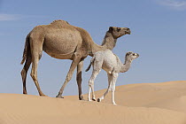 Dromedary (Camelus dromedarius) mother and calf in desert, Jebil National Park, Sahara Desert, Tunisia