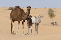 Dromedary (Camelus dromedarius) mother and calfs in desert, Jebil National Park, Sahara Desert, Tunisia