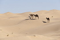 Dromedary (Camelus dromedarius) group in desert, Jebil National Park, Sahara Desert, Tunisia