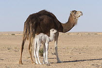 Dromedary (Camelus dromedarius) mother and calf in desert, Sahara Desert, Jebil National Park, Tunisia