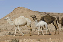 Dromedary (Camelus dromedarius) group in desert, Gafsa, Tunisia
