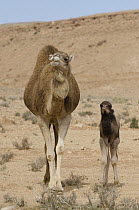 Dromedary (Camelus dromedarius) mother and calf, Gafsa, Tunisia
