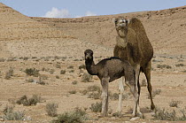Dromedary (Camelus dromedarius) mother and calf in desert, Gafsa, Tunisia