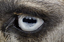 Dromedary (Camelus dromedarius) eye showing horizontal pupil, Tunisia