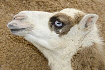 Dromedary (Camelus dromedarius) showing horizontal pupil, Tunisia