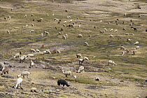 Alpaca (Lama pacos) herd grazing, Ayacucho, Peru