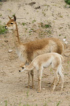 Vicuna (Vicugna vicugna) mother and calf, Peru