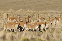 Vicuna (Vicugna vicugna) herd, Pampa Galeras National Reserve, Peru