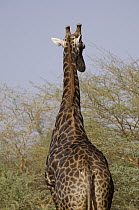 South African Giraffe (Giraffa camelopardalis giraffa), Bandia Reserve, Senegal