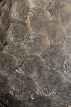 Malayan Pangolin (Manis javanica) scales, Cambodia
