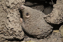 Malayan Pangolin (Manis javanica) at burrow, Cambodia