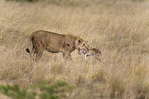 African Lion (Panthera leo) female predating Ugandan Kob (Kobus kob thomasi) calf, Queen Elizabeth National Park, Uganda