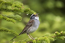 White-throated Sparrow (Zonotrichia albicollis) calling, North America
