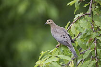 Mourning Dove (Zenaida macroura), North America