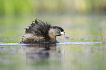 Pied-billed Grebe (Podilymbus podiceps) fluffing feathers, North America