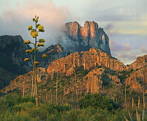 American Agave (Agave americana), Chisos Mountains, Big Bend National Park, Texas