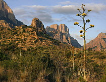 American Agave (Agave americana), Chisos Mountains, Big Bend National Park, Texas