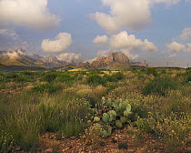 Opuntia (Opuntia sp) cactus, Chisos Mountains, Big Bend National Park, Texas