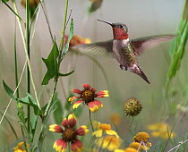 Ruby-throated Hummingbird (Archilochus colubris) male flying, Arkansas