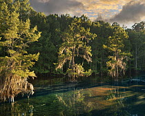 Bald Cypress (Taxodium distichum) trees in water, Caddo Lake State Park, Texas
