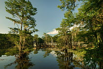 Bald Cypress (Taxodium distichum) trees in water, Caddo Lake State Park, Texas