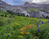 Larkspur (Delphinium sp) and Indian Paintbrush (Castilleja coccinea) flowering in alpine meadow, Potosi Peak, Yankee Boy Basin, Colorado
