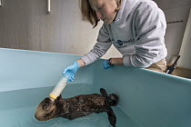 Sea Otter (Enhydra lutris) stranding supervisor, Halley Werner, bottle feeding rescued three month old orphaned pup, Alaska SeaLife Center, Seward, Alaska