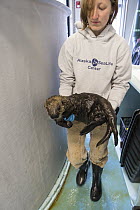 Sea Otter (Enhydra lutris) stranding supervisor, Halley Werner, carrying rescued three month old orphaned pup, Alaska SeaLife Center, Seward, Alaska
