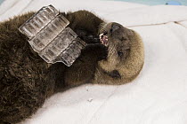 Sea Otter (Enhydra lutris) rescued three month old orphaned pup chewing on ice cubes, Alaska SeaLife Center, Seward, Alaska