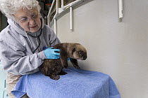 Sea Otter (Enhydra lutris) veterinarian, Pam Tuomi, examining rescued three month old orphaned pup, Alaska SeaLife Center, Seward, Alaska