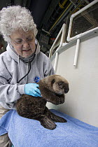 Sea Otter (Enhydra lutris) veterinarian, Pam Tuomi, examining rescued three month old orphaned pup, Alaska SeaLife Center, Seward, Alaska
