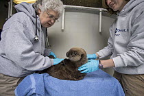 Sea Otter (Enhydra lutris) veterinarian, Pam Tuomi, and stranding supervisor, Halley Werner, examining rescued three month old orphaned pup, Alaska SeaLife Center, Seward, Alaska