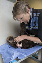 Sea Otter (Enhydra lutris) veterinarian, Carrie Goertz, examining rescued three month old orphaned pup, Alaska SeaLife Center, Seward, Alaska