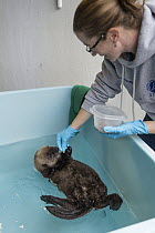 Sea Otter (Enhydra lutris) caretaker, Deanna Troeauga, feeding rescued three month old orphaned pup, Alaska SeaLife Center, Seward, Alaska