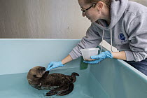 Sea Otter (Enhydra lutris) caretaker, Deanna Troeauga, feeding rescued three month old orphaned pup, Alaska SeaLife Center, Seward, Alaska