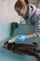 Sea Otter (Enhydra lutris) caretaker, Deanna Troeauga, bottle feeding rescued three month old orphaned pup, Alaska SeaLife Center, Seward, Alaska