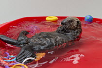 Sea Otter (Enhydra lutris) rescued three month old orphaned pup in pool, Alaska SeaLife Center, Seward, Alaska